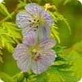 Geranium phaeum