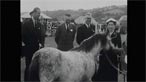 Pony