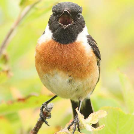 A singing stonechat by Suzanne Padden