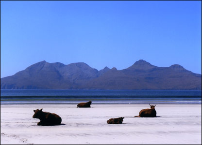 Beach cows