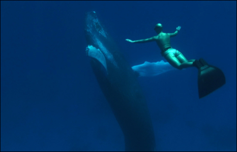 Freediver comes across a whale during filming of the documentary