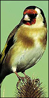 A goldfinch, copyright Mike Read