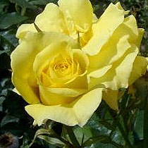 Rosa 'Fern's Rose'