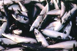Mackerel