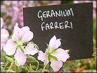 Geranium plant