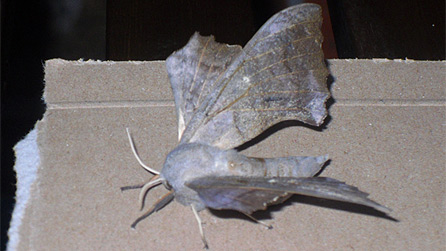 poplar_moth.jpg