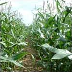 Sweetcorn field