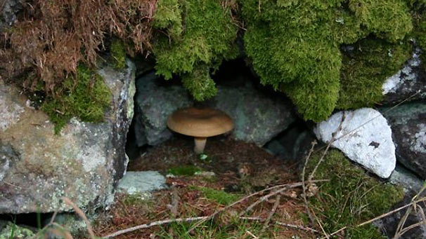 Fungi (courtesy of Claire Sharp)