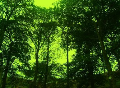 Green trees