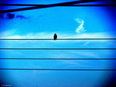 A Bird on a Wire.
