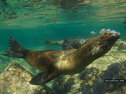 A sea lion