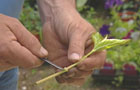 Taking a shrub cutting