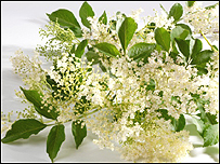 Elderflower