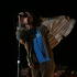 Pearl Jam -