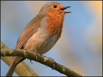 Robin