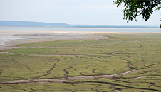 The salt marshes