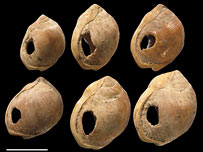 Conchas