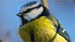 Blue tit