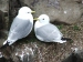 Kittiwakes on a nest in the Farne Islands