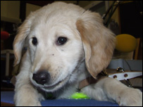 Darcy the Guide Puppy