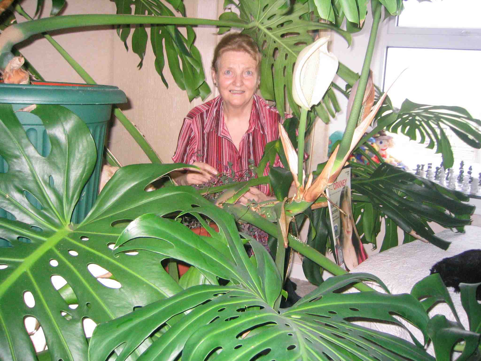 Cheese plant about to engulf Margareth?