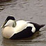 Druridge (Image: Eider Duck)