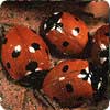 Image: Ladybirds