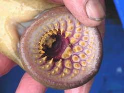 lamprey-mouth-web.jpg