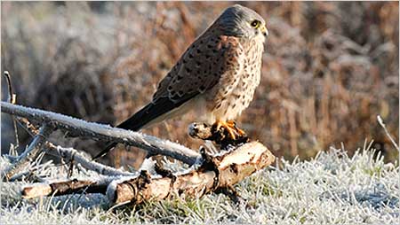 Peregrin Falcon c/o Martyn Rose