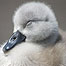 Cygnet c/o Wildlfowl and Wetlands Trust)