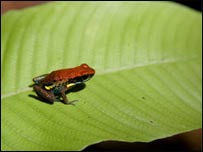 Chú ếch trong rừng Amazon