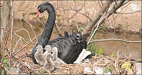 Black swan and cygnets