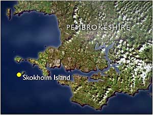 Skokholm