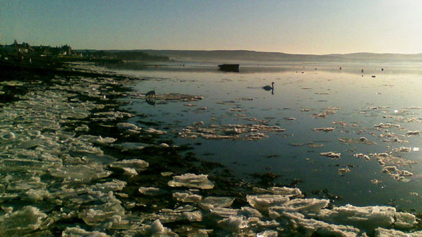 A swan swims past coastal ice