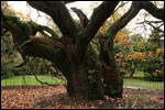 The 1,000 year old Allerton Oak
