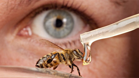 The honey project could help fight the diseases currently attacking Britain’s bees.