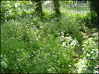 Before: Butchers Coppice as it was