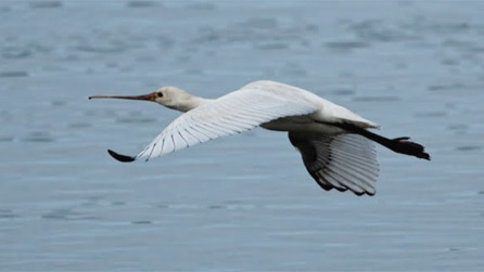 spoonbill2.jpg