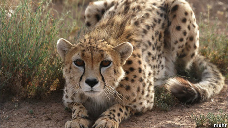 یوزپلنگ ایرانی