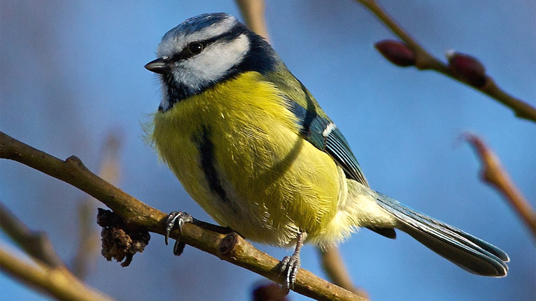 Blue tit