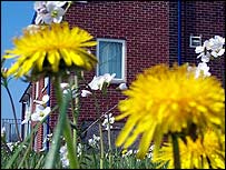 Flowers in the garden