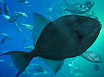 One of the residents of the Mediterranean tank