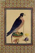 Falcon, from a moraqqa