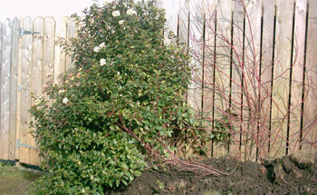 These shrubs will have to go!