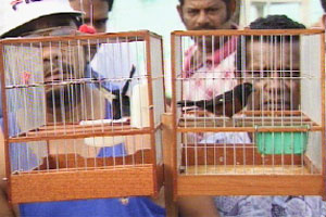 Harvey bets on bird whistling