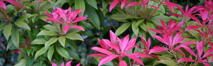 Pink flowers