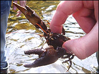 Crayfish