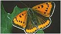 Large copper butterfly c/o Natural England 