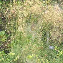 Stipa gigantea