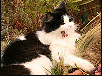 Blossom the cat yawning.